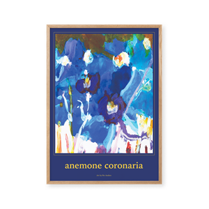 Plakat Peléton Anemone Coronaria 70x100